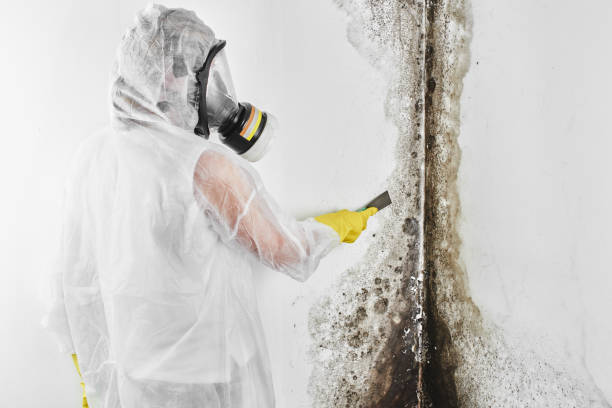 Best Attic Mold Removal  in Bay St Louis, MS