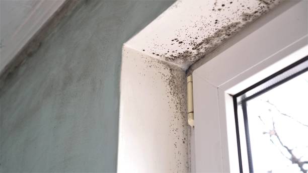 Mold Removal and Inspection in Bay St Louis, MS