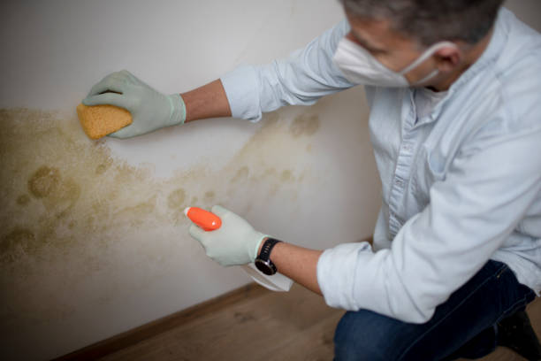 Professional Mold Removal in Bay St Louis, MS