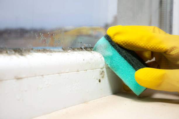 Best Office Mold Removal Services  in Bay St Louis, MS