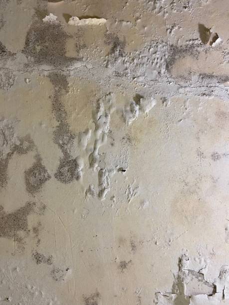 Best Affordable Mold Removal  in Bay St Louis, MS