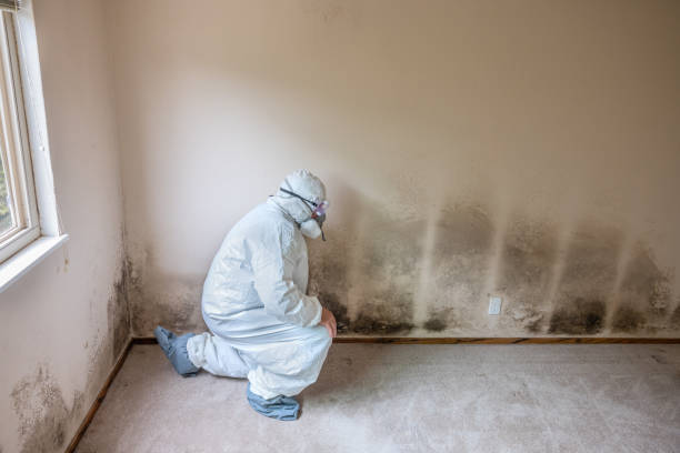Best Mold Removal Company Near Me  in Bay St Louis, MS