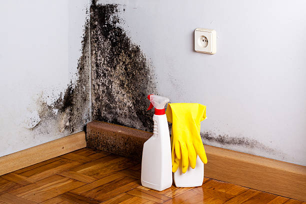 Certified Mold Removal in Bay St Louis, MS