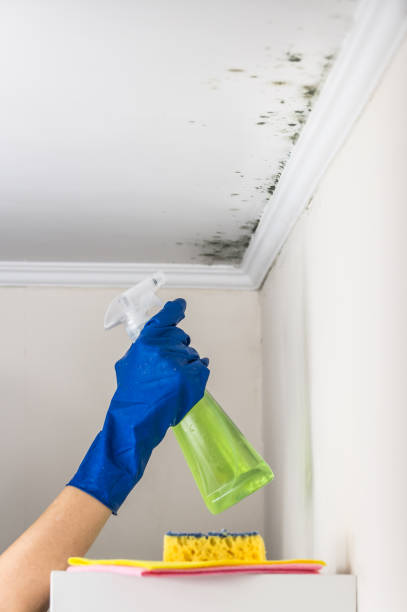 Best Mold Removal Company Near Me  in Bay St Louis, MS