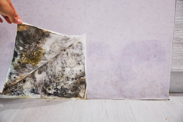 Best Residential Mold Removal  in Bay St Louis, MS